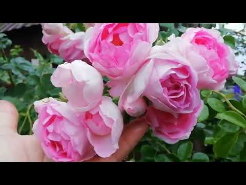 Видео: Жасмина- новая роза в саду, очарование