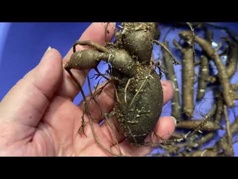 Видео: Слепые корни пионов. Как вырастить новые почки? Мои первые результаты.🌺🌺🌺