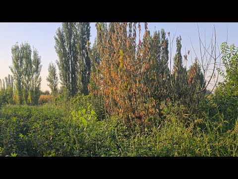 Видео: Гилас эмнеден куурайт