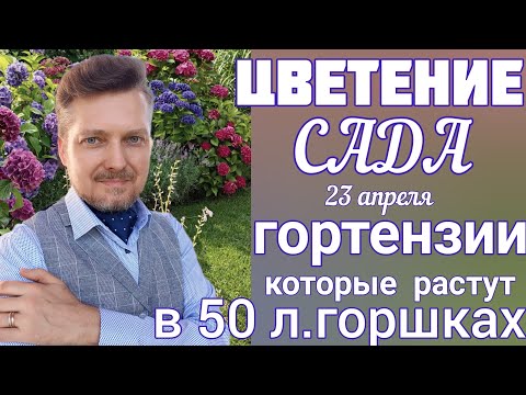 Видео: Обзор весеннего САДА 💐 ГОРТЕНЗИИ💐 кусты ГИГАНТЫ