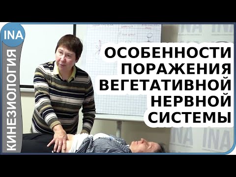 Видео: Вегетативная нервная система и висцеральная терапия. Прикладная кинезиология Васильева