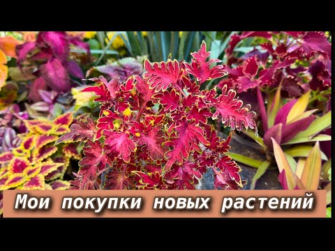 Видео: Обзор новинок, пополнение коллекции Колеусов - 2025.