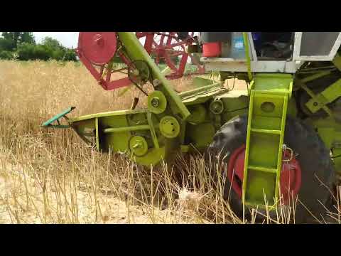 Видео: Жнива ріпаку// Зібрали більше ніж очікували, але менше ніж хотілося б!!!