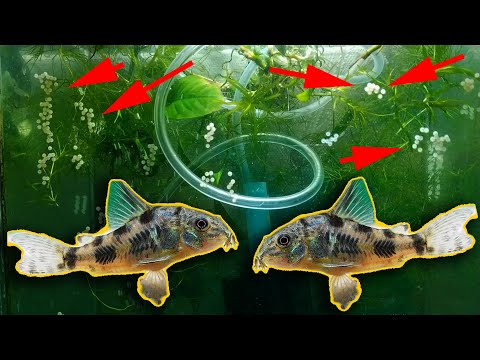 Видео: СНОВА ИКРА У СОМИКОВ! ПРИМЕНИЛ СОВЕТЫ ПОДПИСЧИКОВ!