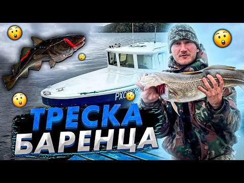 Видео: ТРЕСКА В БАРЕНЦЕВОМ МОРЕ / УРА ГУБА отличная рыбалка.