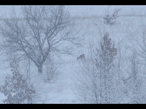 Видео: Взял две косули !!!С подхода!!!