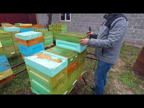 Видео: Начало зимовки на ульях Нижегородец. Карника и Бакфаст от Бранструпа.
