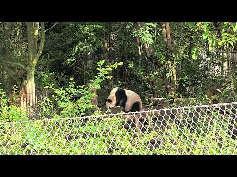 Видео: 11 ноября 2025 г.