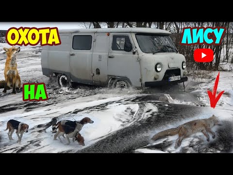 Видео: ОХОТА НА ЛИСУ В КОМЫШЕ С ГОНЧИМИ СОБАКАМИ | УАЗ 3909 ПО СНЕЖНЫМ КУРГАНАМ | ЗАГОННАЯ ОХОТА 14.02.21