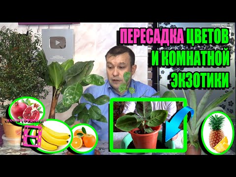 Видео: ПЕРЕСАДКА ЛИМОНА, МАНДАРИНА, ЛАВРА, ГРАНАТА, БАНАНА, АНАНАСА, МИРТА. ЭКЗОТИКА НА ПОДОКОННИКЕ 22-4