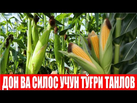 Видео: 90 кунлик Драва 404 F1 ва 120 кунлик Рудолфов 60 F1 маккажўхориларимизнинг ҳолати