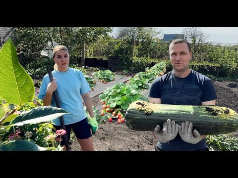 Видео: ДЕРЕВЕНСКАЯ ЖИЗНЬ/КЛУБНИЧНЫЕ ХЛОПОТЫ/ГИГАНТСКИЙ КАБАЧОК