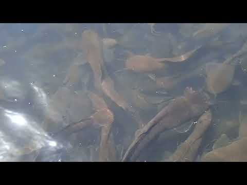 Видео: Африка лакка балик чавоглари сотилади +998333419681 саволар болса телеграмга ёзинг