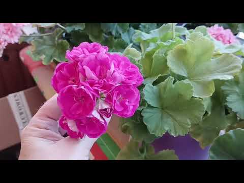 Видео: Обзор с балкона 16 июня