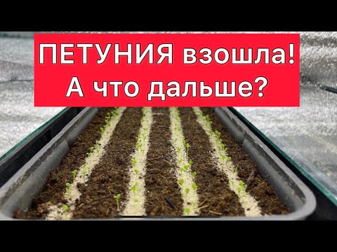 Видео: Петуния взошла. А что дальше?