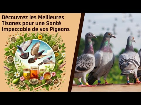 Видео: Откройте для себя лучшие травяные чаи для здоровья ваших почтовых голубей