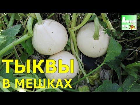 Видео: ТЫКВЫ В МЕШКАХ 2016. Выращивание в мешках и урожай / Огород в контейнерах