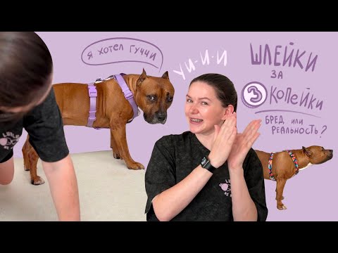 Видео: Шлейка за 600 рублей?! Как выбрать шлейку для собак.