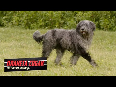 Видео: Бергамская овчарка. Планета собак спешит на помощь 🌏 Моя Планета