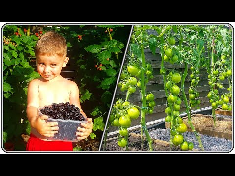 Видео: 172. на Даче у Саши - 2023 (начало Августа).