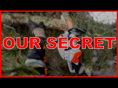 Видео: НЕ СООБЩАЙТЕ УШЕ ОБ ЭТОЙ РАБОТЕ ПО РУБКЕ ДЕРЕВЬЕВ