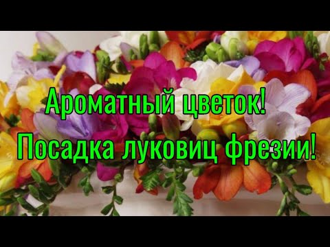 Видео: Ароматный цветок! Посадка луковиц фрезии.