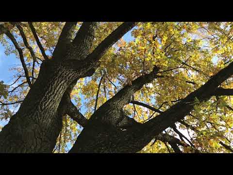 Видео: Осеннее свидание