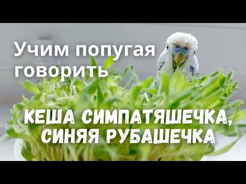 Видео: Учим попугая говорить Кеша симпатяшечка, синяя рубашечка