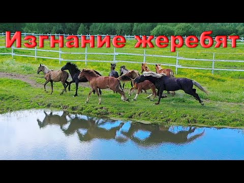 Видео: Изгнание жеребят из табуна. Жестоко ли это?