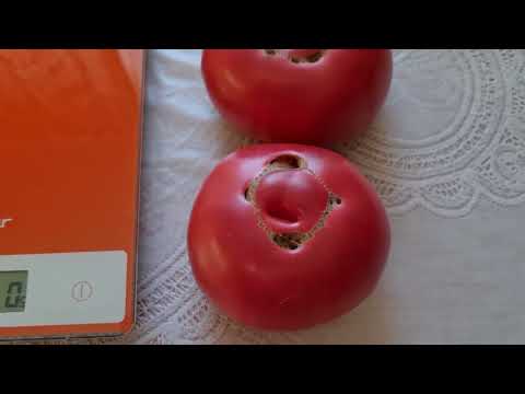 Видео: Томаты 2024. Дегустация трёх коллекционных крупноплодных сортов.