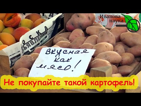 Видео: САМАЯ ОПАСНАЯ БОЛЕЗНЬ КАРТОФЕЛЯ ПРИ ХРАНЕНИИ. Этот картофель храниться не будет! Гнилой картофель.