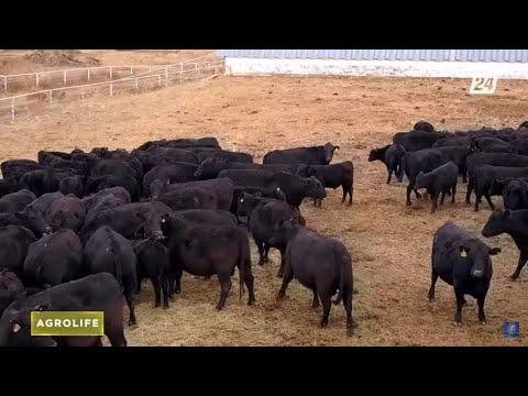 Видео: Ангус тұқымының артықшылығы неде? | AgroLife