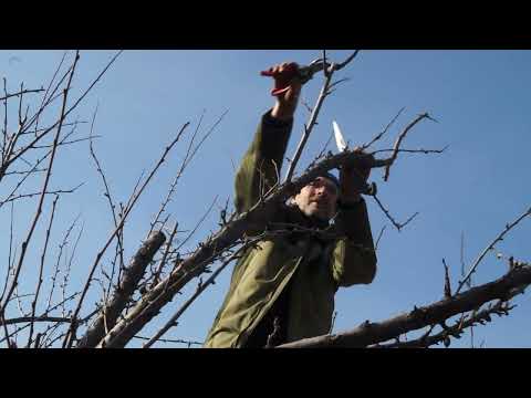 Видео: Простая обрезка сливы 10ти-летней.