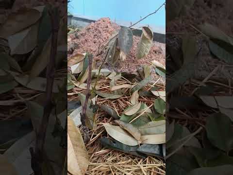 Видео: Овощная грядка, Таиланд.