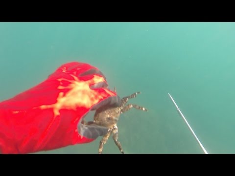 Видео: Подводная охота на лобана. Черное море, Туапсинский р-н. 06.07.15г.