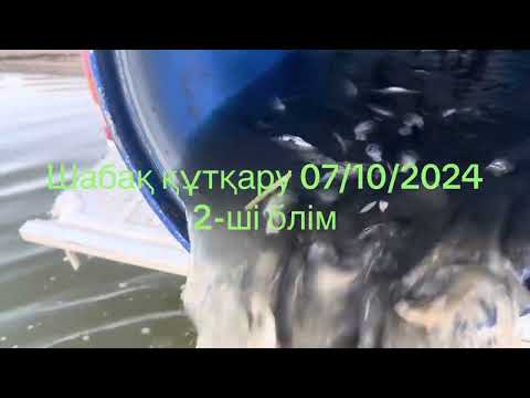 Видео: 19 октября 2024 г.