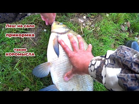 Видео: Рыбалка на Леща в Июне на Оке! Эта снасть Ловит Леща!