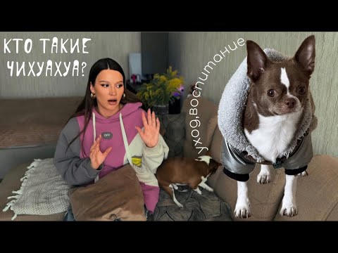 Видео: ЖИЗНЬ С ЧИХУАХУА!/МОЙ ОПЫТ/ХАРАКТЕР/УХОД/ПЛЮСЫ И МИНУСЫ ПОРОДЫ.