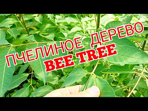 Видео: Эводия Даниэля, каков прирост за сезон. (Пчелиное дерево)