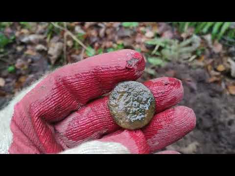 Видео: Ищу клад в лесу, поиск на новом месте.