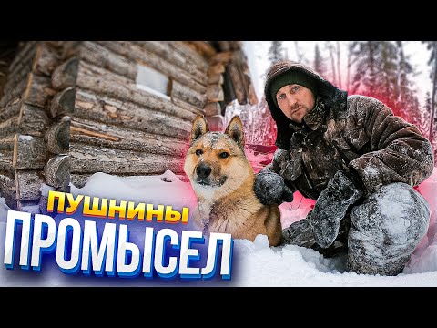 Видео: Удачное закрытие сезона,промысел,один в тайге,куница в капкане  2020-2021 #1
