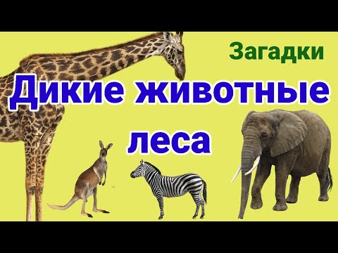 Видео: Дикие животные леса. Загадки для детей
