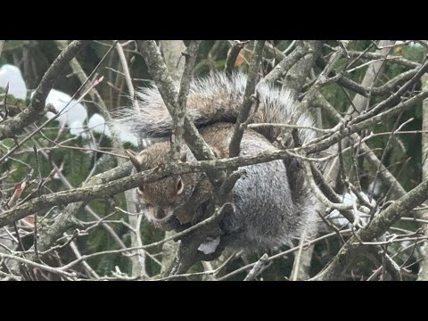 Видео: Мороз в Огайо в ноябре!😱 «Движуха» на нашем  бэкъярде😂