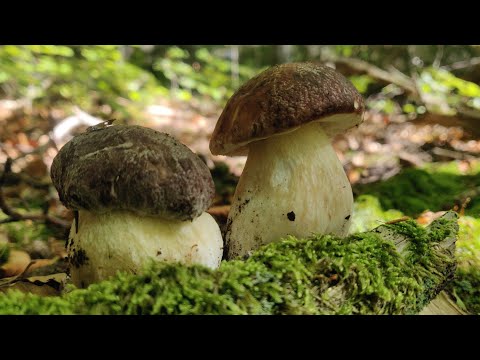 Видео: Гриби Карпат 