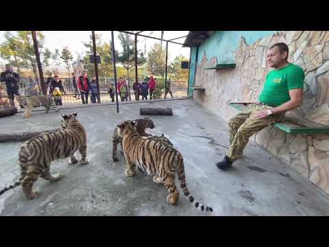 Видео: Вот так приучают молодых тигров к тапку ! В вольере с ДЕСЯТКОМ ТИГРОВ !