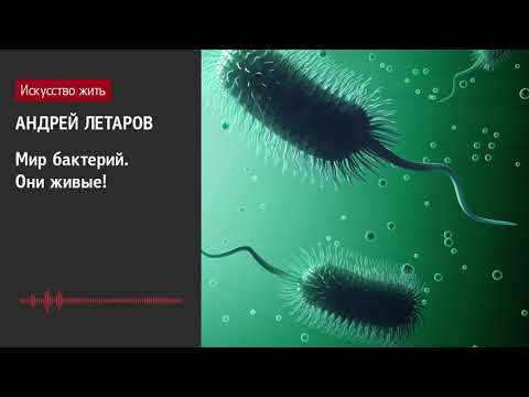 Видео: Андрей Летаров: Мир бактерий. Они живые!