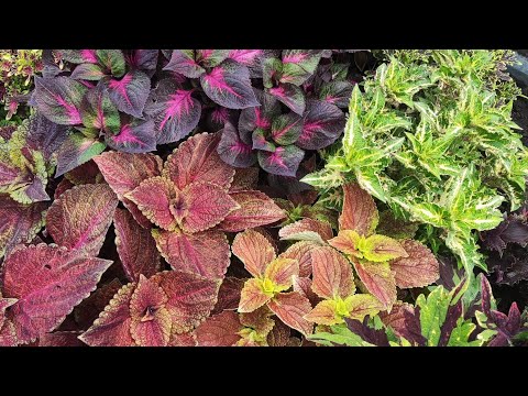 Видео: Колеусы 2025 видеокаталог часть 2 из 5 сорта с 61 по 120 из моего каталога