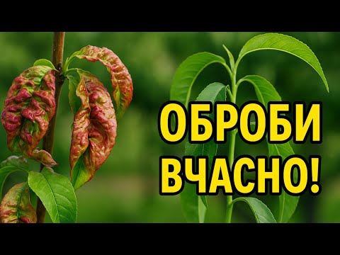 Видео: Курчавість персика — ОБРОБИ ВЧАСНО, інакше втратиш урожай!