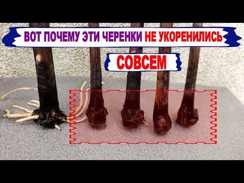 Видео: 🍇 Ошибка или обман? Не покупай ТАКИЕ ЧЕРЕНКИ ВИНОГРАДА. Вот почему они не укореняются СОВСЕМ. МФК.