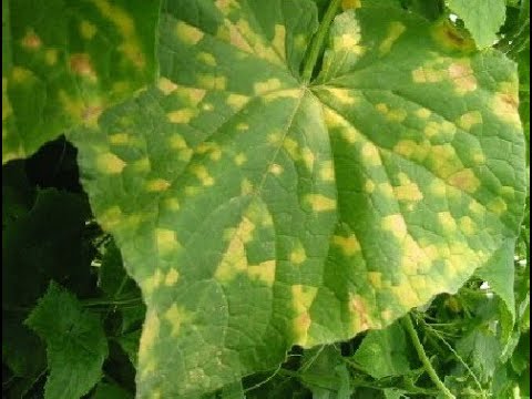 Видео: Огород – Пероноспороз – кубинская гниль или ложная мучнистая роса